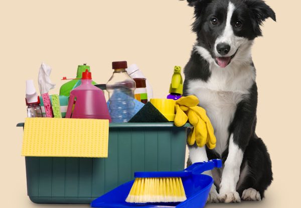 Cachorro com Alergia a Produtos de Limpeza: O que fazer?
