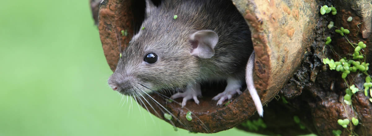 Comportamento do Rato, Hábitos e Modo de Vida do Animal