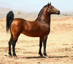 Raça de Cavalo Posavina ou o Posavac Croata: Características