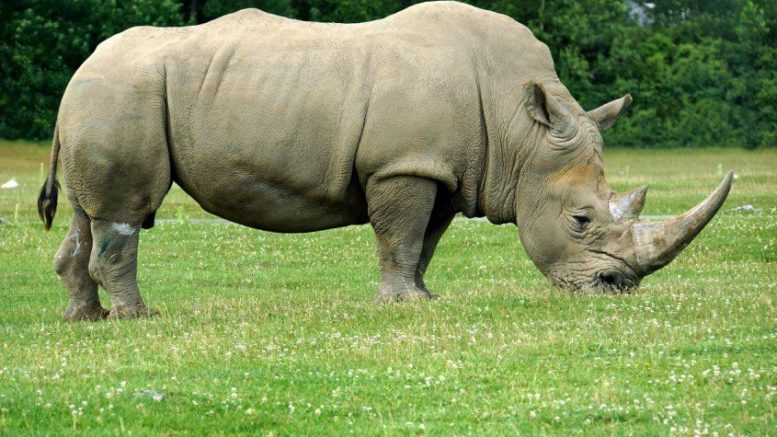 Curiosidades do Rinoceronte e Fatos Interessantes Sobre o Animal