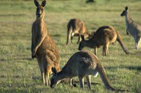 Quantos Cangurus Existem na Austrália? E no Mundo?