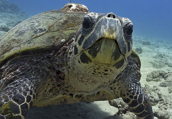 Fatos Interessantes Sobre a Tartaruga em seu Habitat Natural