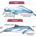 Diferença Entre o Tucuxi e Boto