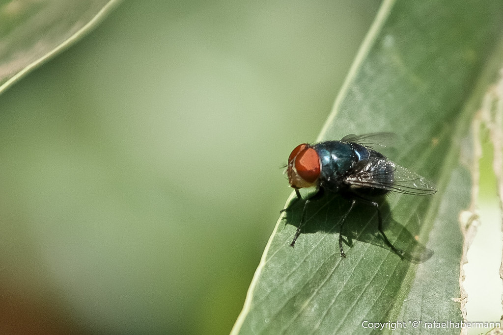 Mosca Varejeira: Características, Como Evitar, Habitat e Fotos