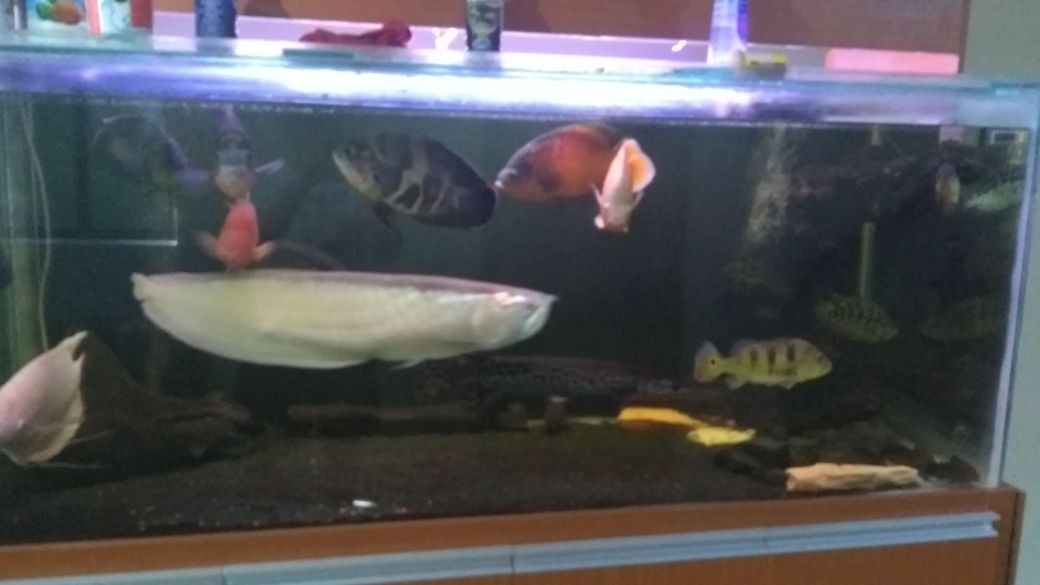 Reprodução do Peixe Aruanã: Filhotes e Periodo de Gestação