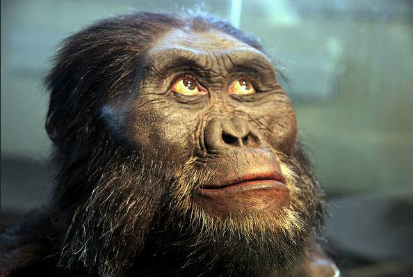 Qual É o Ancestral Comum do Homem e do Macaco?