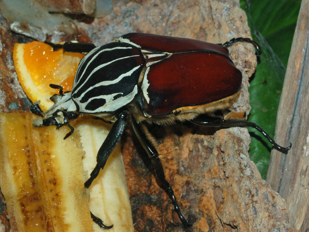Besouro Golias: Características, Nome Cientifico, Habitat E Fotos