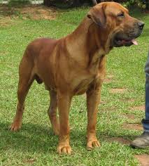 Bull-Mastiff Brasileiro: Preço, Cuidados, Doenças e Alimentação