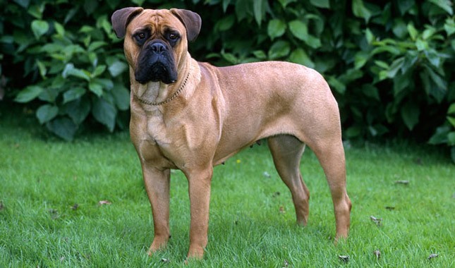 Comportamento do Bullmastife, Hábitos e Modo de Vida da Raça