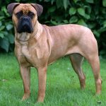 Bullmastiff Adulto