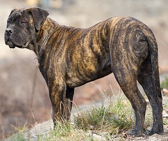 Bullmastiff Tigrado: Características, Preço, Fotos E Onde Comprar
