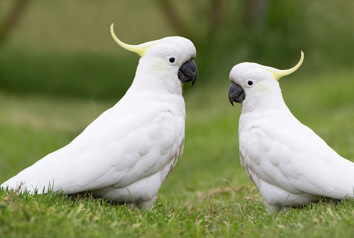 Qual é o Animal Mais Inteligente do Mundo?