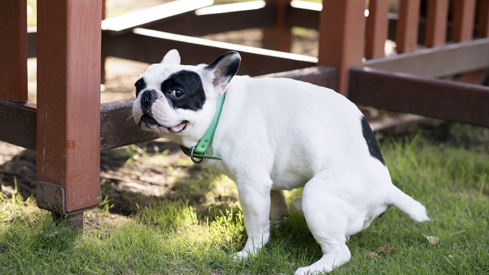 Quantas Vezes por Dia o Cão Defeca? Qual é o Normal?