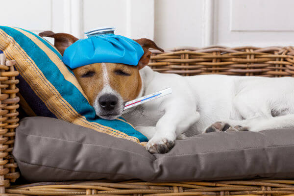 Remédio Caseiro para Leptospirose Canina: Como Fazer? Funciona?