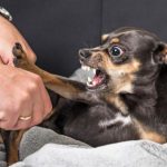 Cachorro Não Para De Rosnar