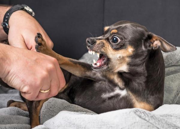O que Dizer Quando o Cachorro Rosna? Como Evitar?