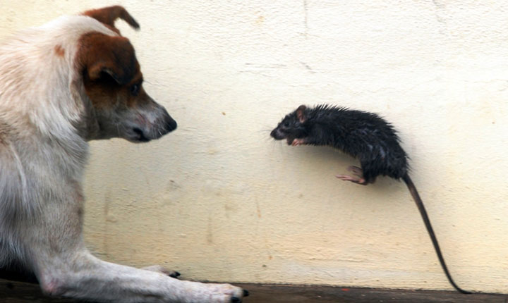 Rato Come Filhote de Cachorro? Eles são Perigosos?