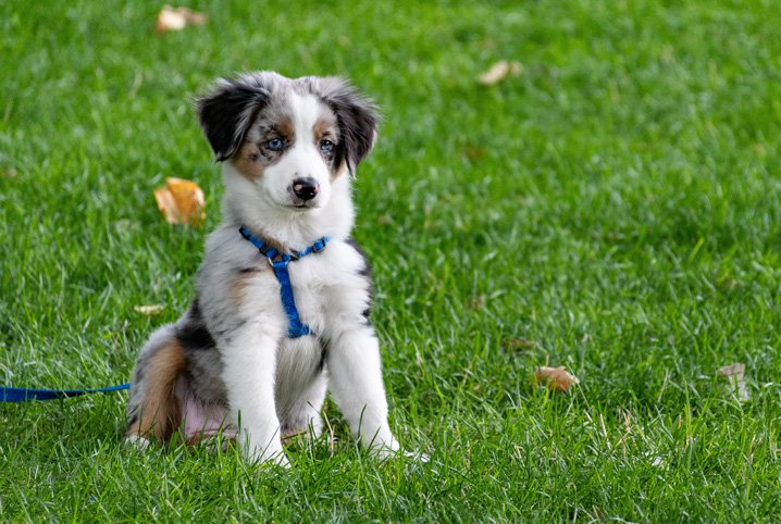 Lista de Nomes de Cachorros de Rico: Masculino e Feminino