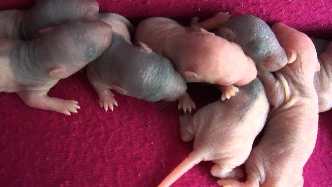 Quanto é Uma Ninhada de Ratos? Quantos Filhotes Nascem?