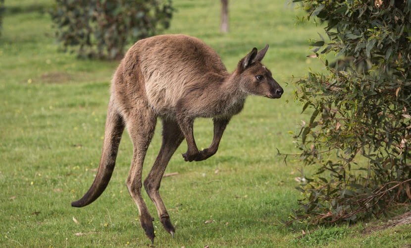 Cangurus São Violentos? Eles São Perigosos Para Humanos?