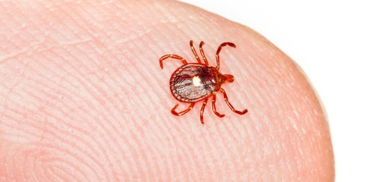 Ciclo de Vida do Carrapato: Quantos Anos Eles Vivem?