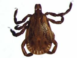 Qual Tipo de Carrapato que Transmite a Febre Maculosa?