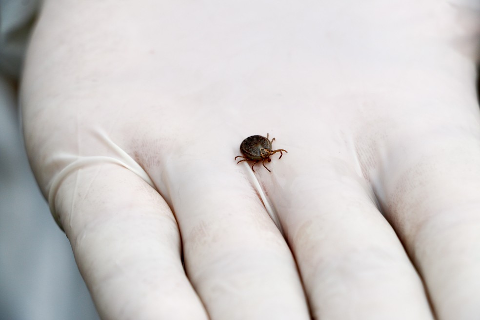 Por Que Não Se Pode Matar Carrapato? O Que Fazer Com Eles?