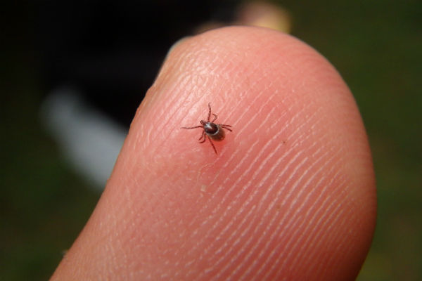 Quais São os Predadores do Carrapato e Seus Inimigos Naturais?