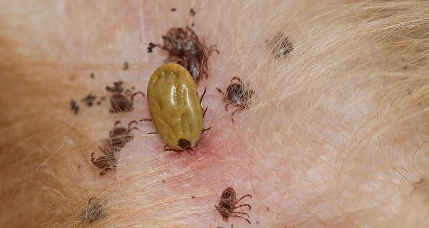 Alimentação do Carrapato: O Que Eles Comem?