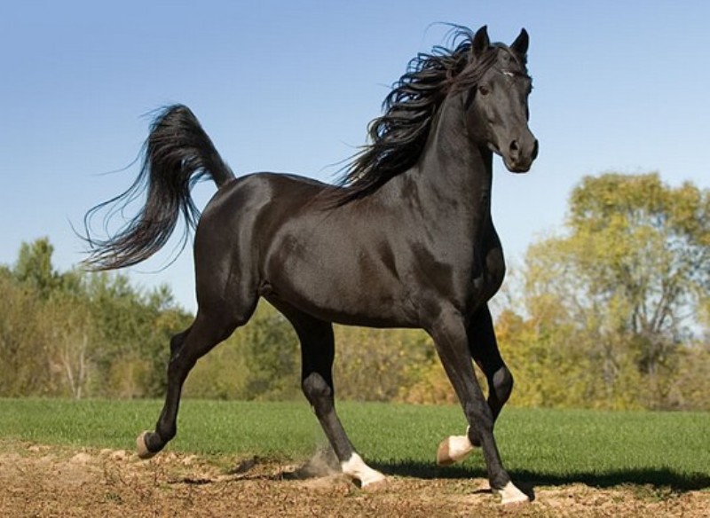 Raça de Cavalo Anglo-Árabe: Características, Historia e Fotos