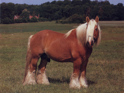 Cavalo Ardennais: Características, Fotos e Historia