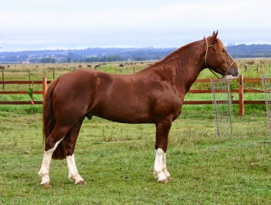 Raça de Cavalo Berbere: Características, História, Origem e Fotos
