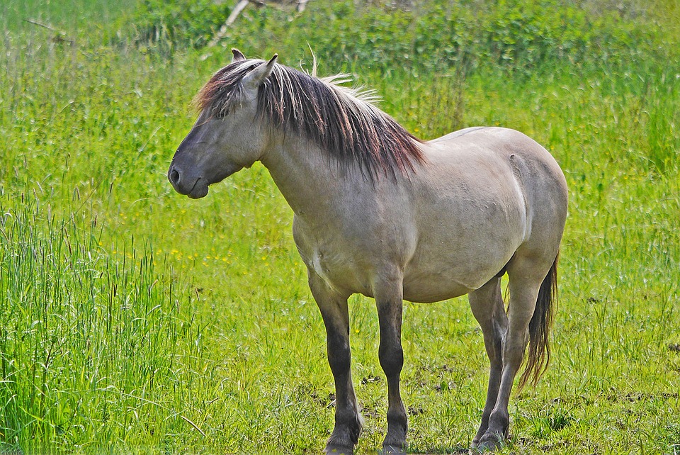 Cavalo Primitivo Polonês (Konik): Características