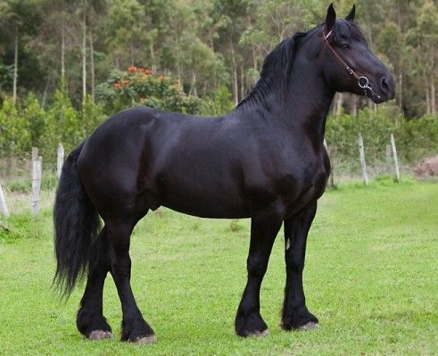 Raça De Cavalo Percheron: Características, Fotos E Historia