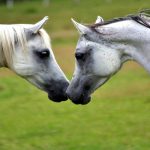 Cavalo e Égua se Acariciando