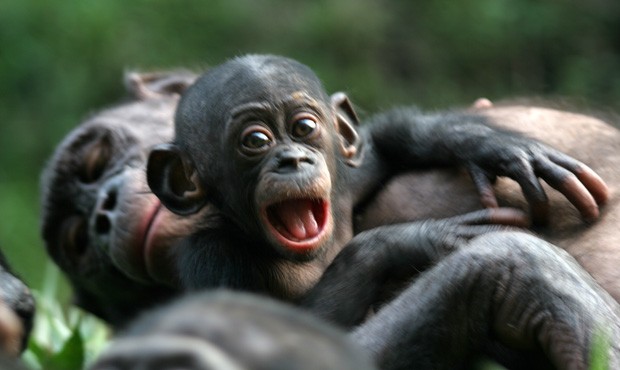 Chimpanzé Bonobo: Características, Nome Científico e Fotos