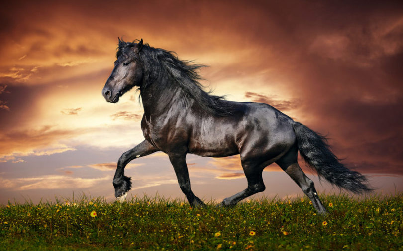 Ciclo de Vida do Cavalo: Quantos Anos Eles Vivem?