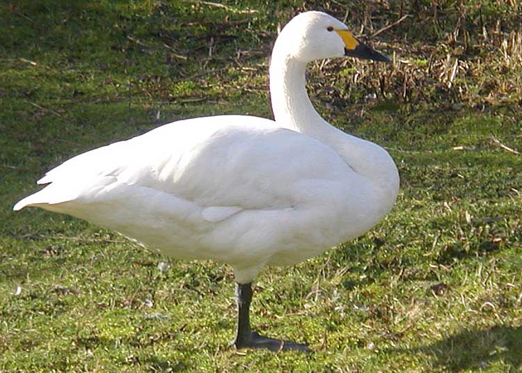 Comportamento Do Cisne: Hábitos E Modo De Vida Do Animal