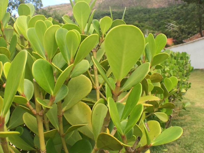 Clusia Major: Cultivo, Plantio, Habitat e Fotos