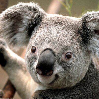 Tudo Sobre O Coala: Características, Nome Cientifico E Fotos
