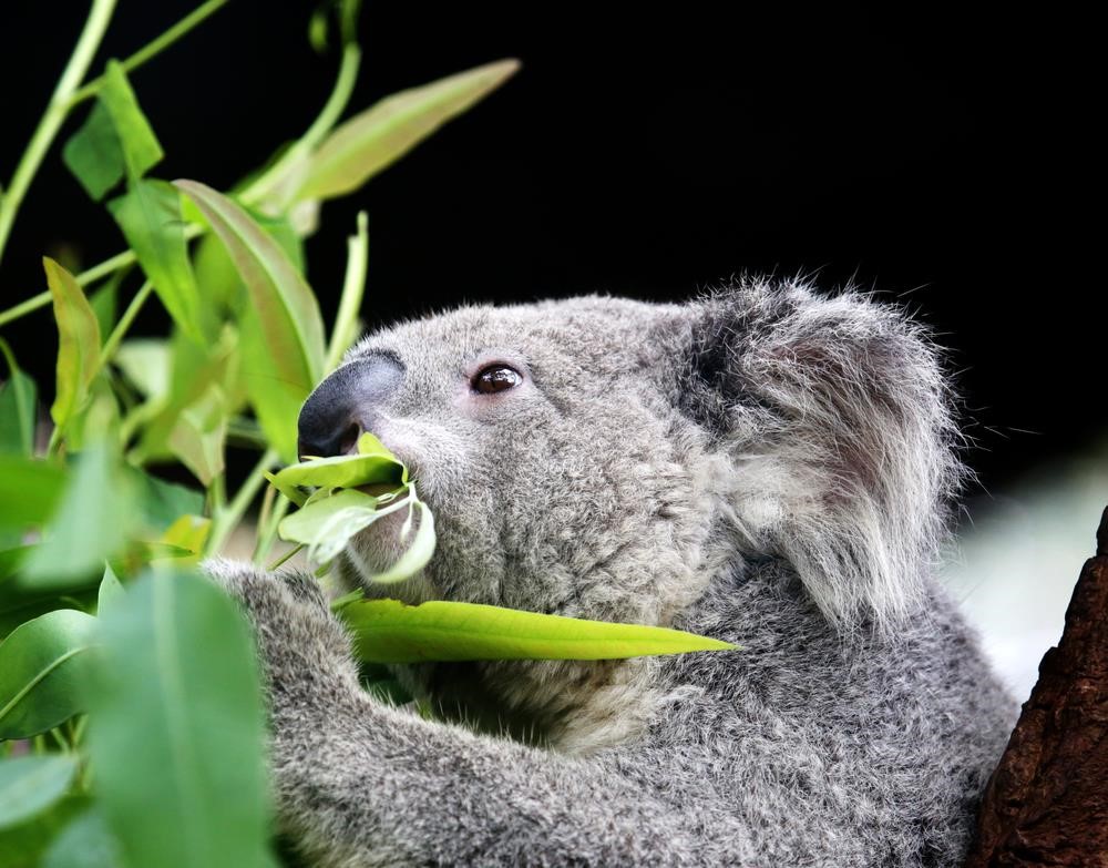 Bicho Coala Come Bambu? Come Plantas e Folhas? Ele é Onívoro?