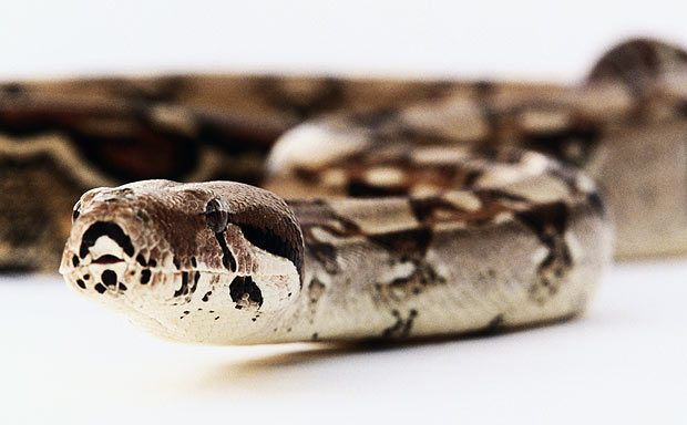 Cobra Boa Constrictor Longicauda: Características, Habitat E Fotos