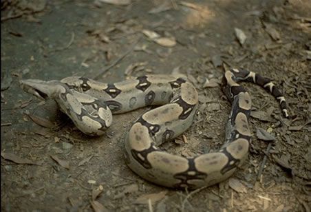 Cobra Jiboia do Cerrado: Características, Nome Científico e Fotos