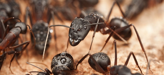 Formiga Carpinteira: Características, Nome Cientifico, Fotos e Tamanho