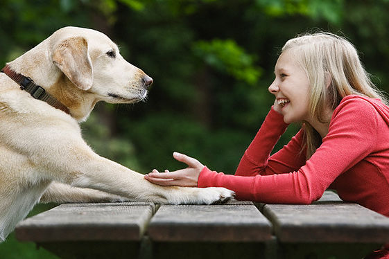 Onde os Cães Gostam de Carinho? Quais os Locais Mais Comuns?