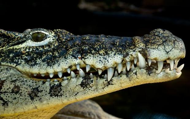 Crocodilo Cubano: Características, Nome Cientifico e Fotos