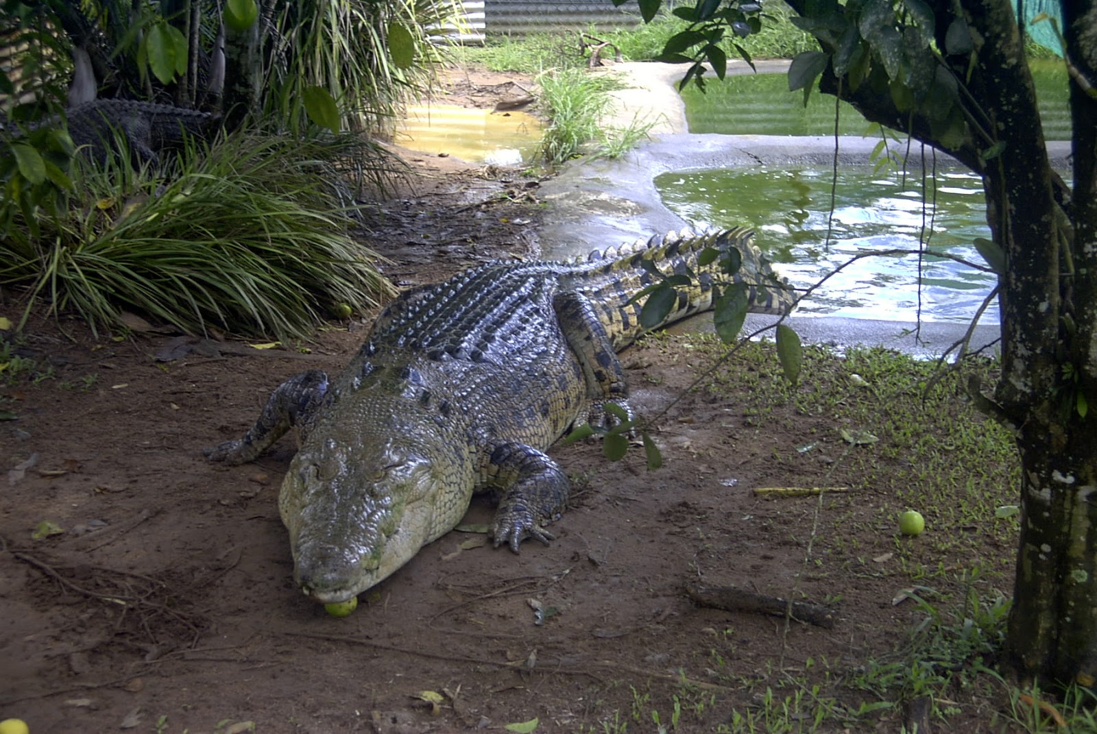 Crocodilo Gigante Pré Histórico: Nome Científico e Habitat