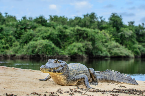 O Que é Crocodilia? Quais São as Espécies Representantes?
