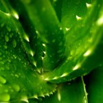 fresh green aloe vera with water droplets