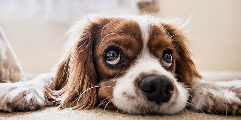 Quais as Cores Que os Cães Enxergam?